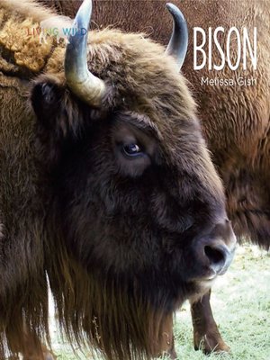 cover image of Bison